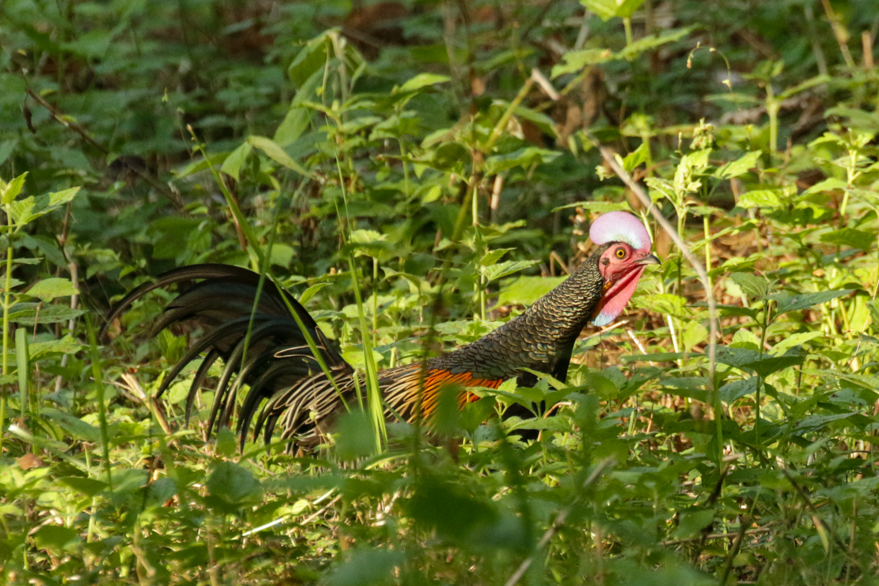 Green Junglefowl (image by Trevor Ellery)