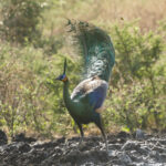 Green Peafowl (image by Trevor Ellery)