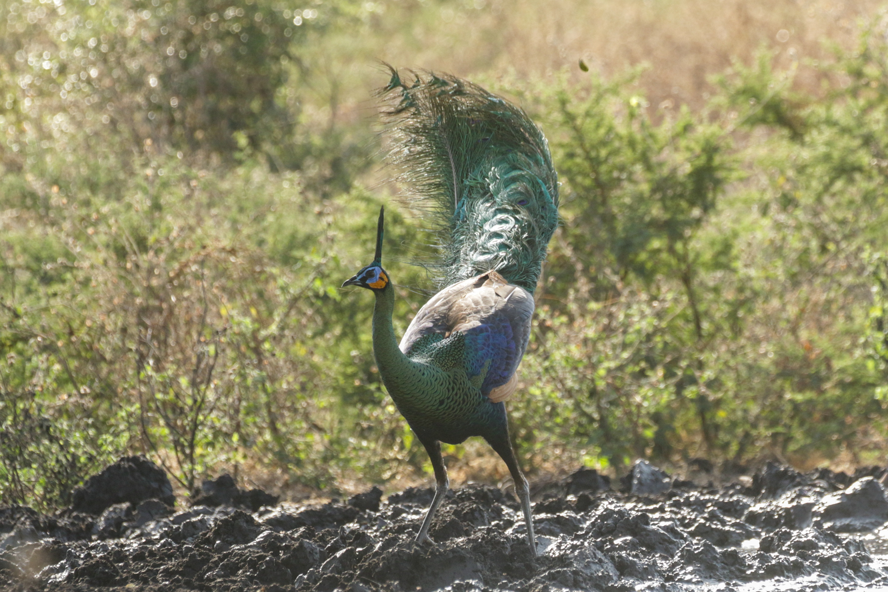 Green Peafowl (image by Trevor Ellery)