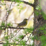 female Green-backed Flycatcher (image by Diedert Koppenol)