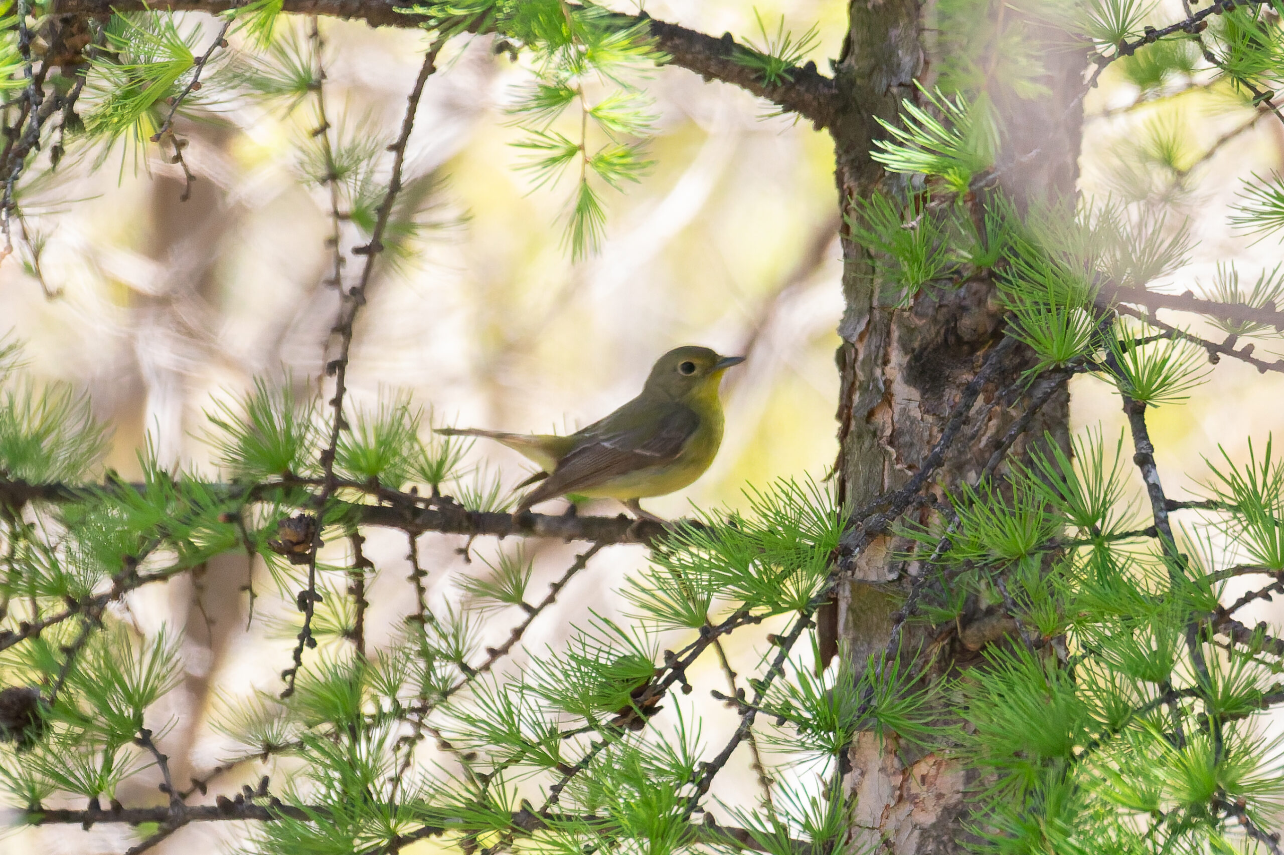 female Green-backed Flycatcher (image by Diedert Koppenol)