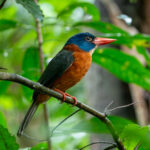 Green-backed Kingfisher (image by Dave Farrow)