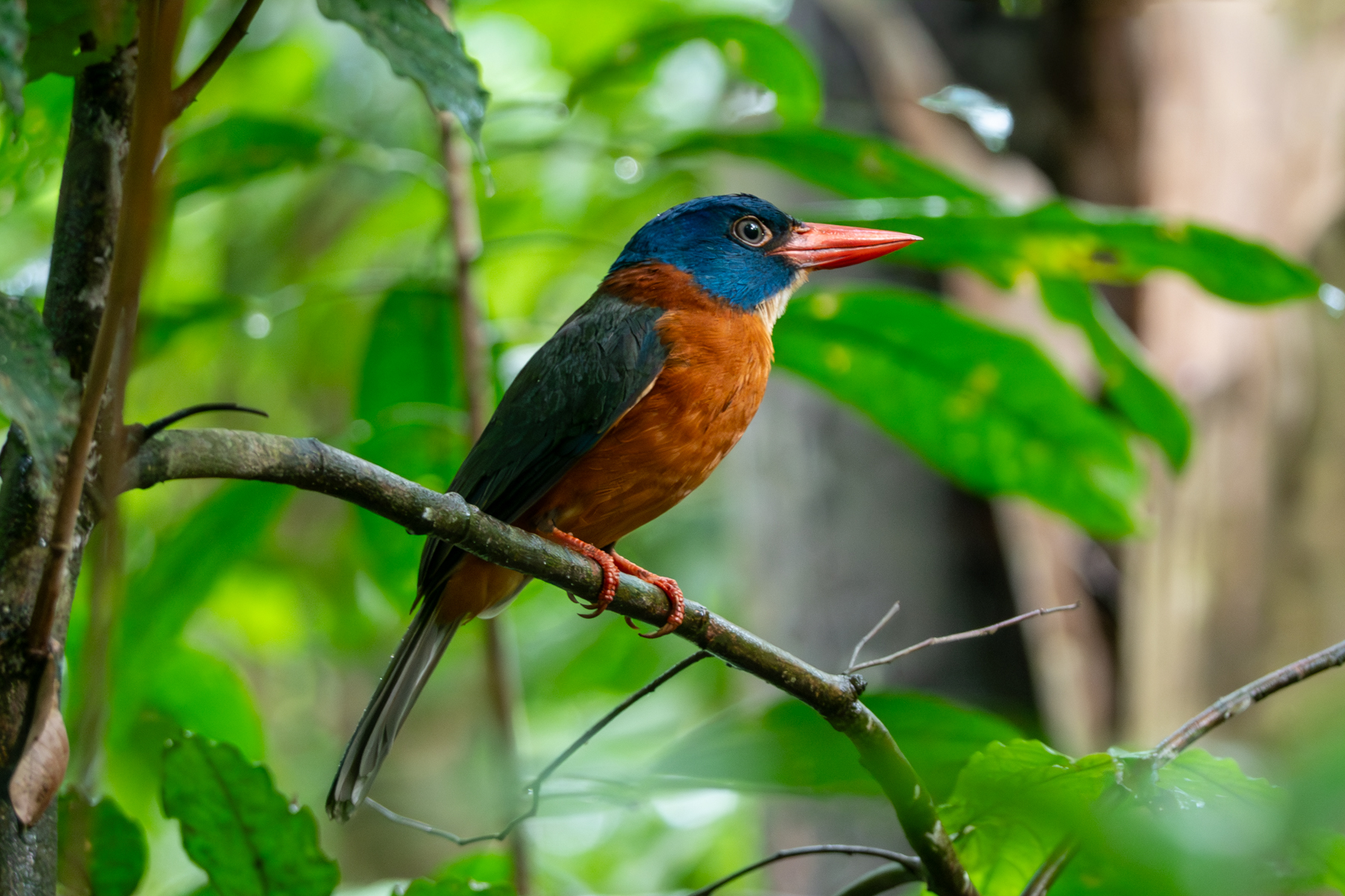 Green-backed Kingfisher (image by Dave Farrow)