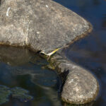 Grey Wagtail (image by Diedert Koppenol)