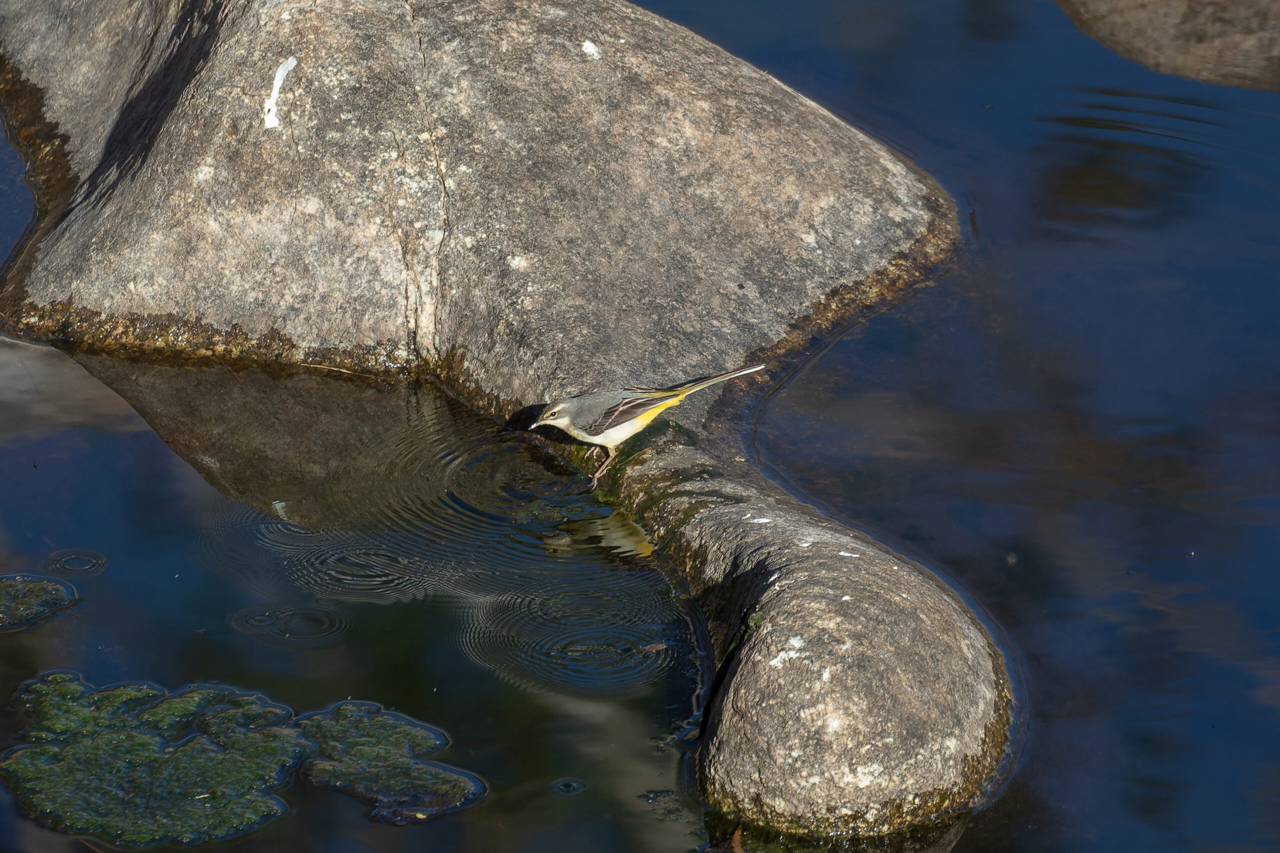 Grey Wagtail (image by Diedert Koppenol)