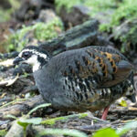 Grey-breasted Partridge (image by Trevor Ellery)