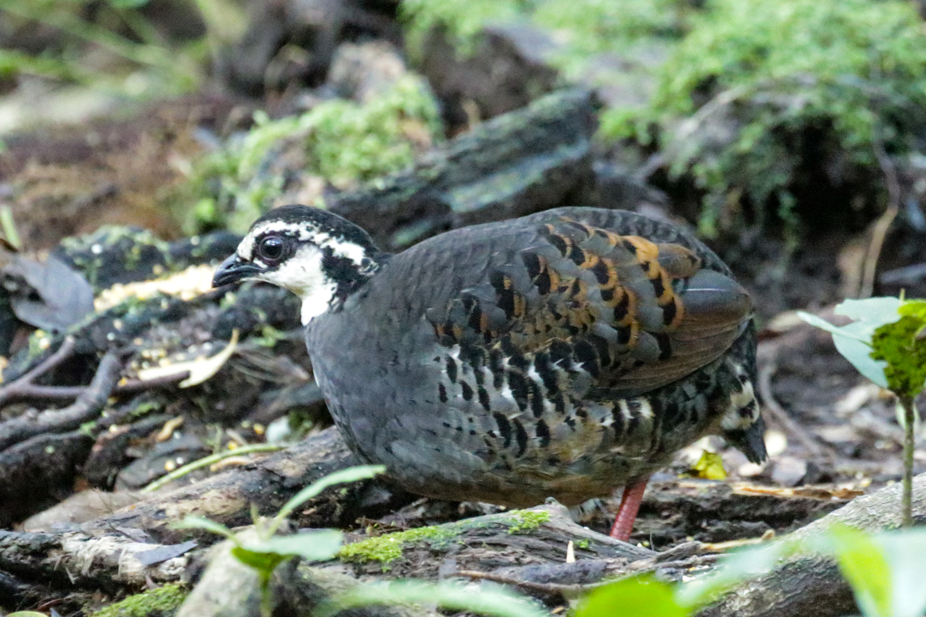Grey-breasted Partridge (image by Trevor Ellery)