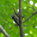 Grey-capped Pygmy Woodpecker (image by Diedert Koppenol)