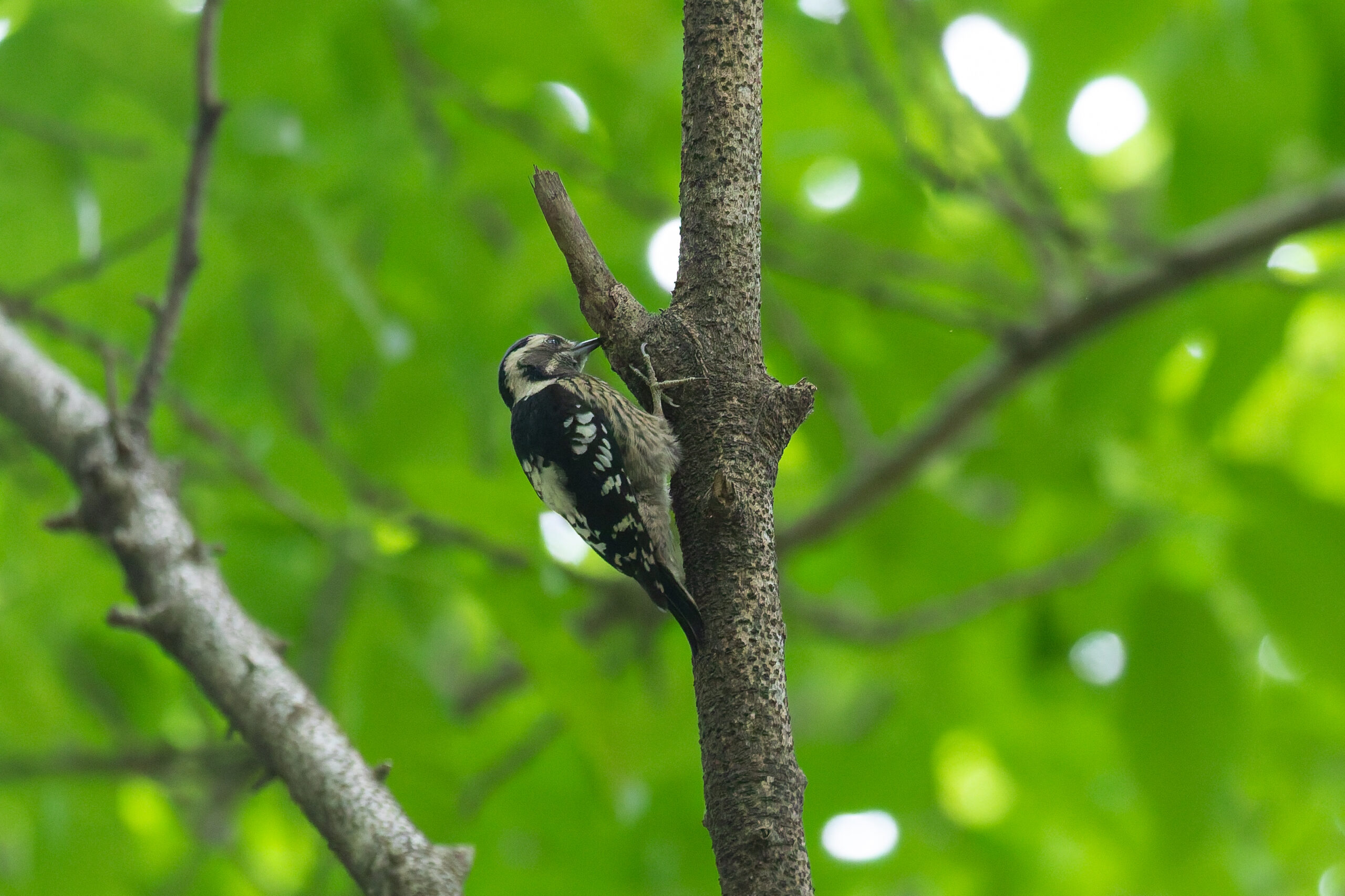 Grey-capped Pygmy Woodpecker (image by Diedert Koppenol)