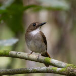 Grey-chested Jungle Flycatcher (image by Sjoerd Radstaak)