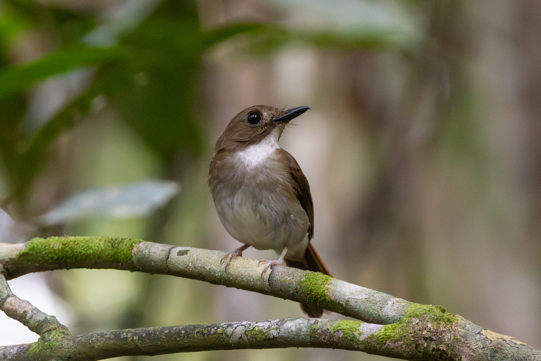 Grey-chested Jungle Flycatcher (image by Sjoerd Radstaak)