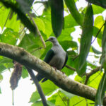 Grey-headed Imperial Pigeon (image by Dave Farrow)