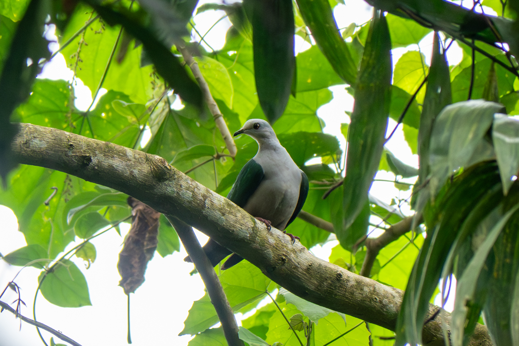 Grey-headed Imperial Pigeon (image by Dave Farrow)
