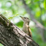 Grey-headed Woodpecker (image by Diedert Koppenol)