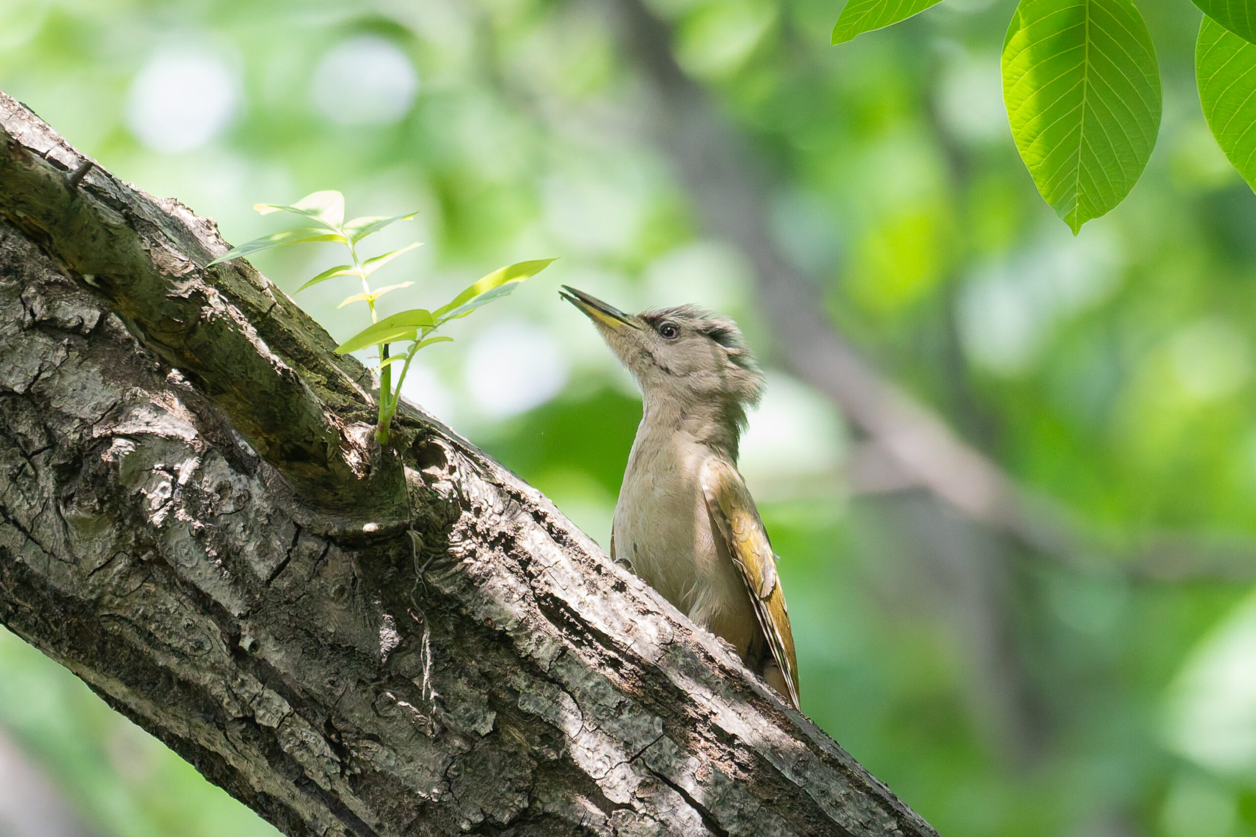 Grey-headed Woodpecker (image by Diedert Koppenol)