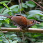 Grey-sided Scimitar Babbler (image by Diedert Koppenol)