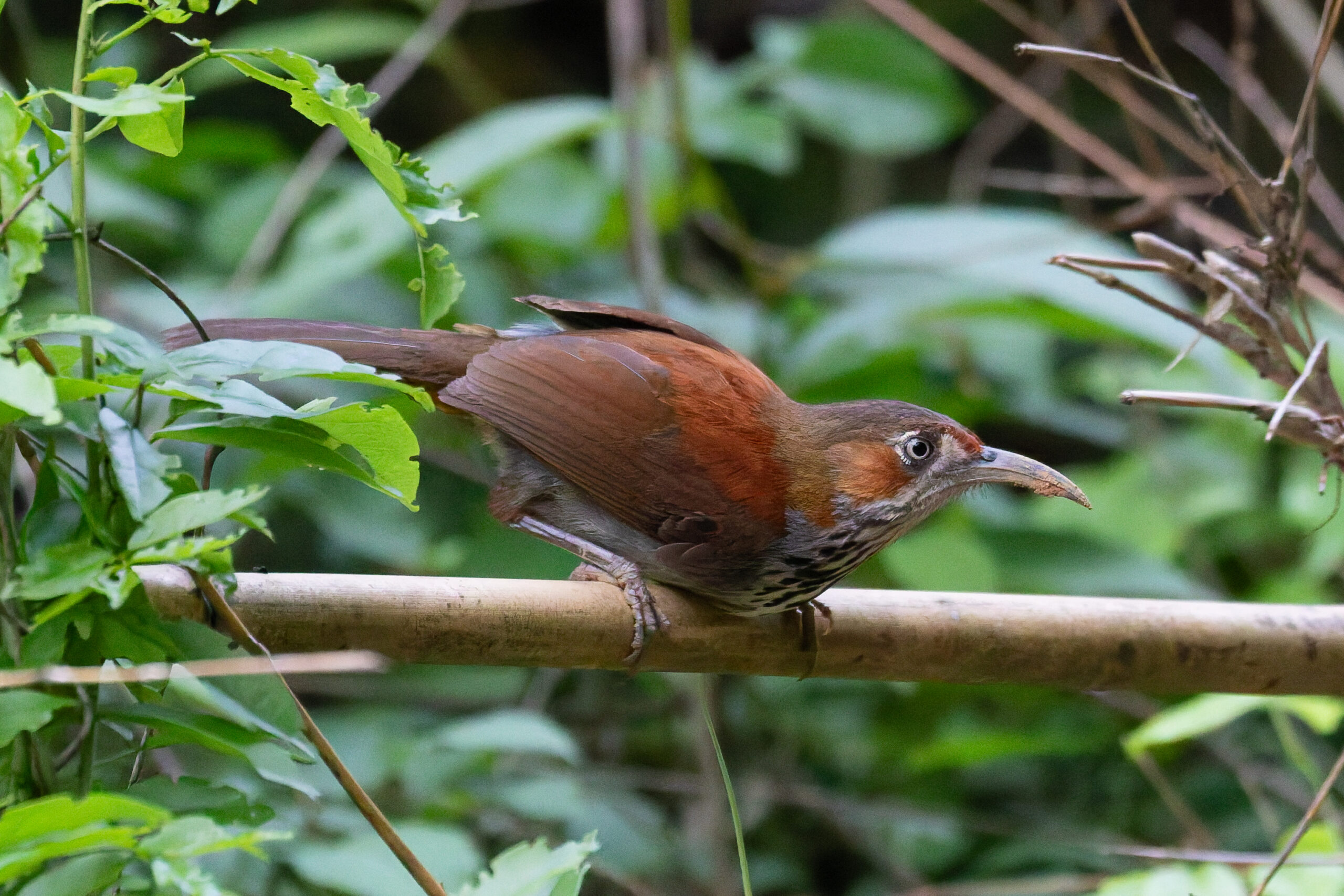 Grey-sided Scimitar Babbler (image by Diedert Koppenol)