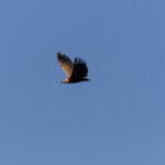 Eurasian Griffon Vulture (image by Diedert Koppenol)