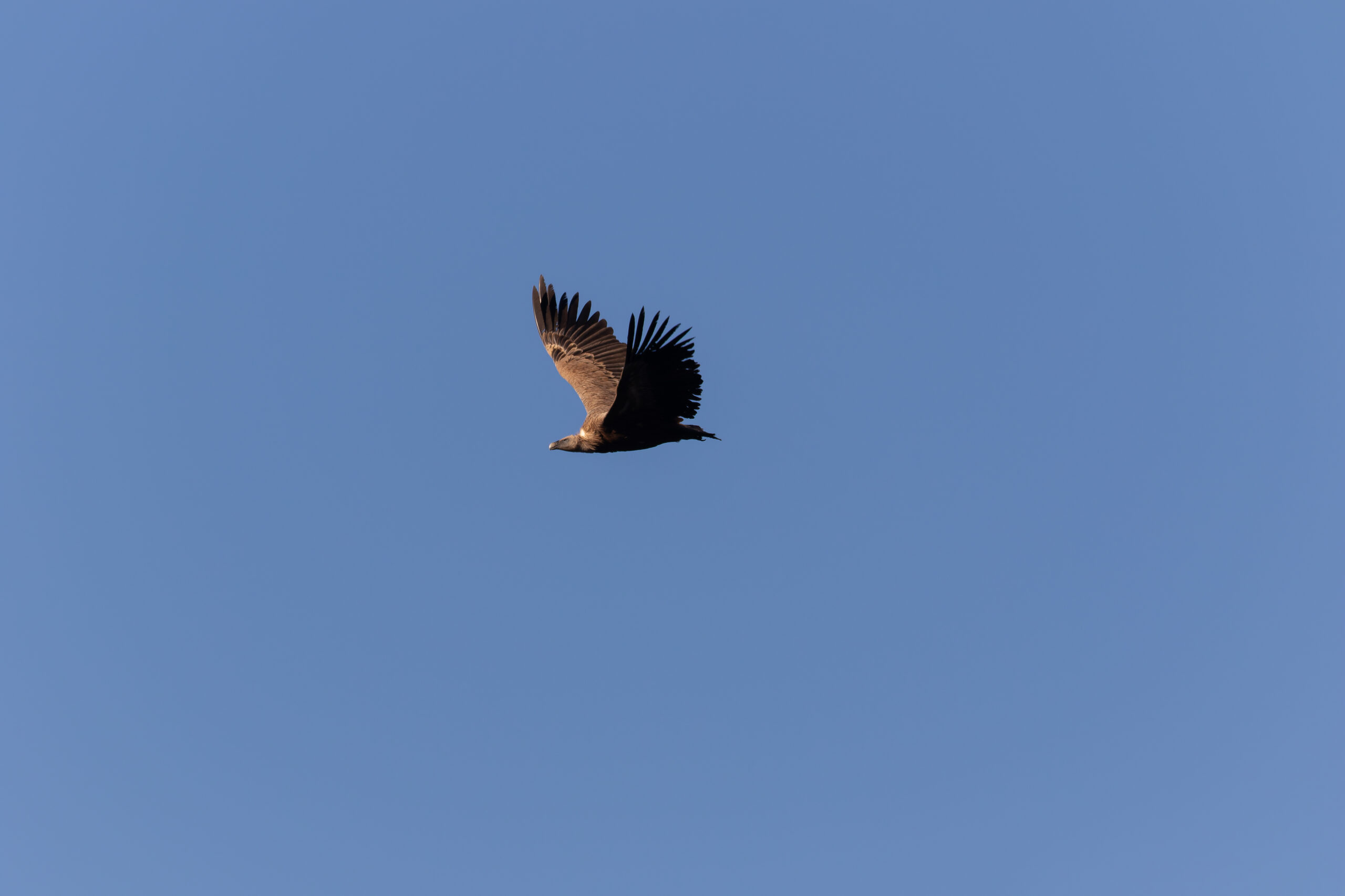 Eurasian Griffon Vulture (image by Diedert Koppenol)