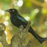 Hair-crested Drongo (image by Trevor Ellery)