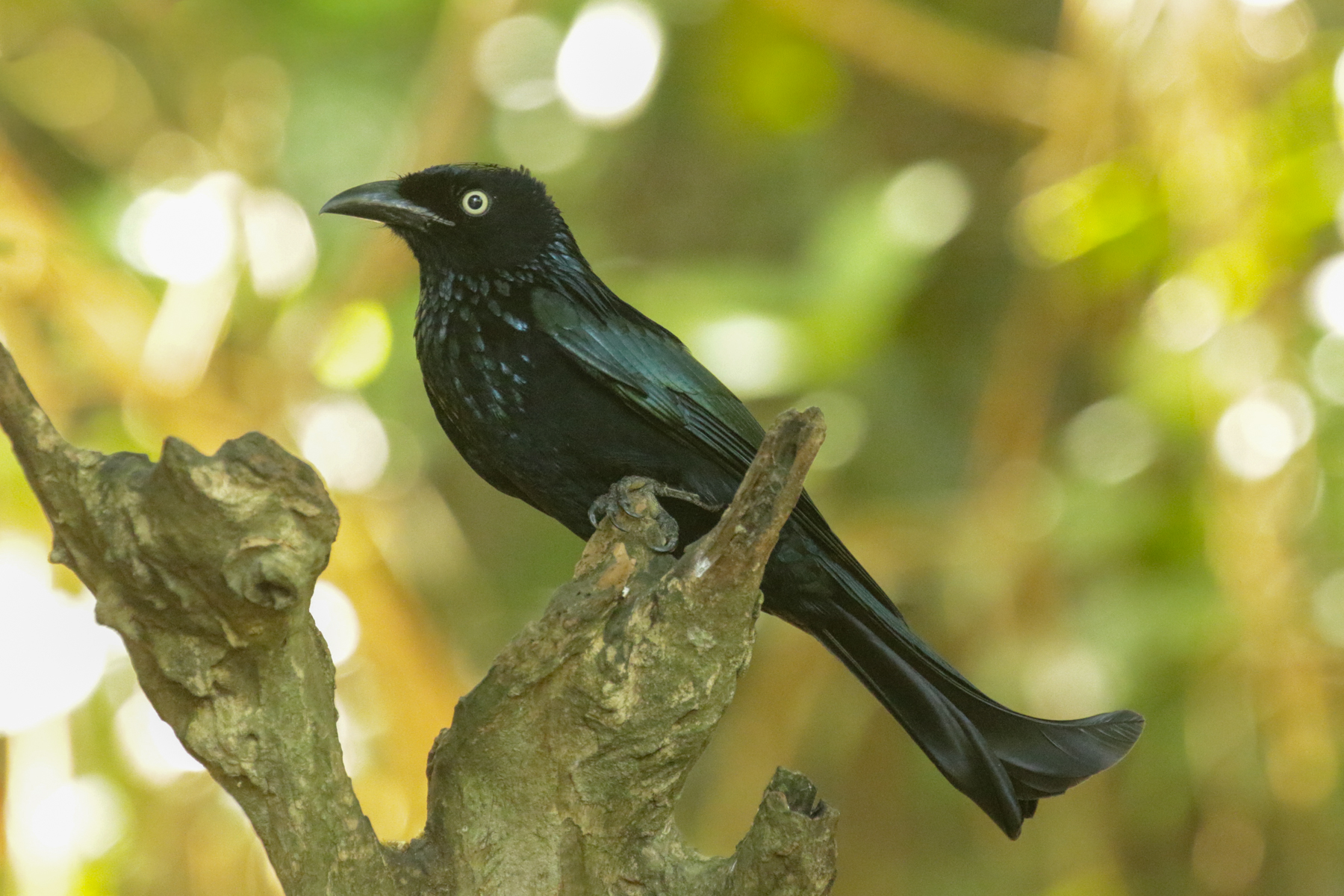 Hair-crested Drongo (image by Trevor Ellery)