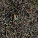 Hawfinch (image by Diedert Koppenol)