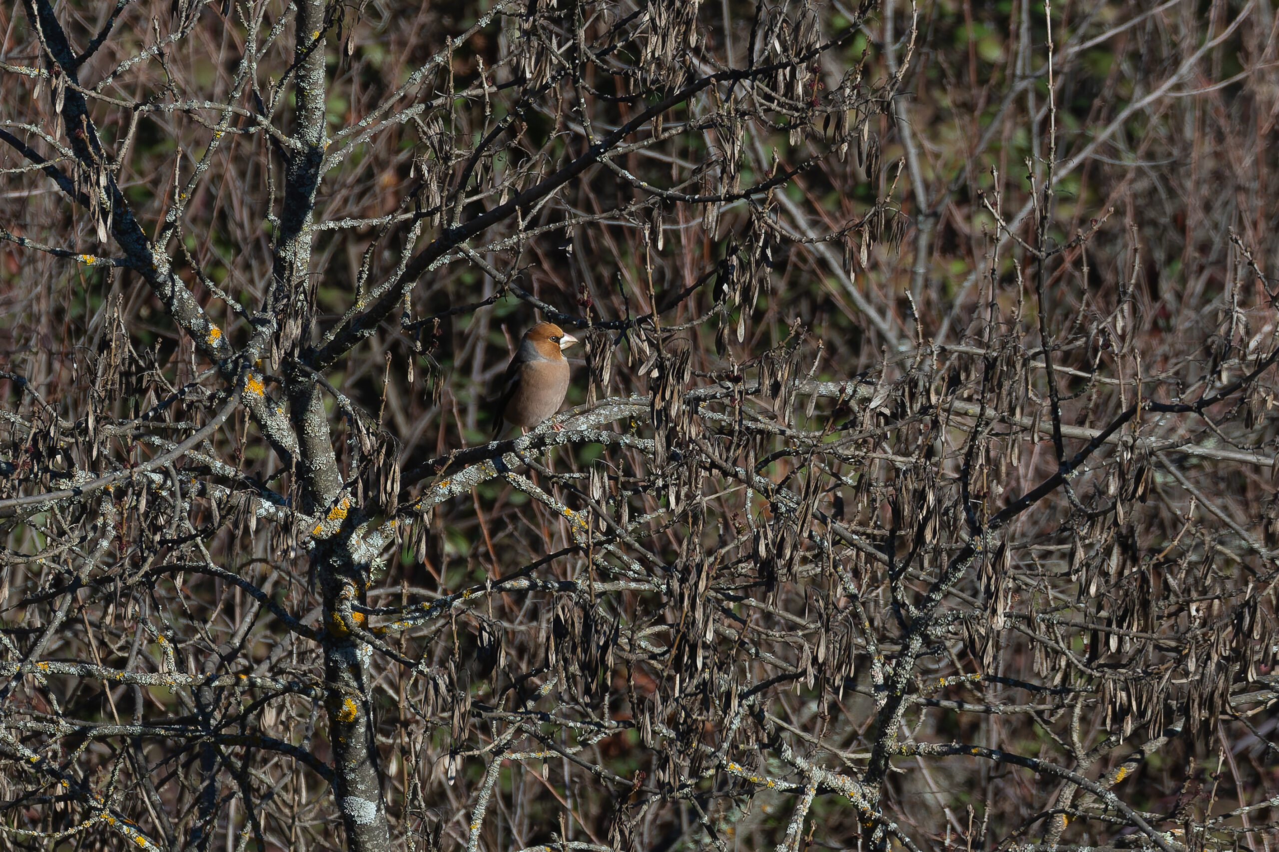 Hawfinch (image by Diedert Koppenol)