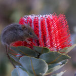 Honey Possum (image by Frederic Pelsy)