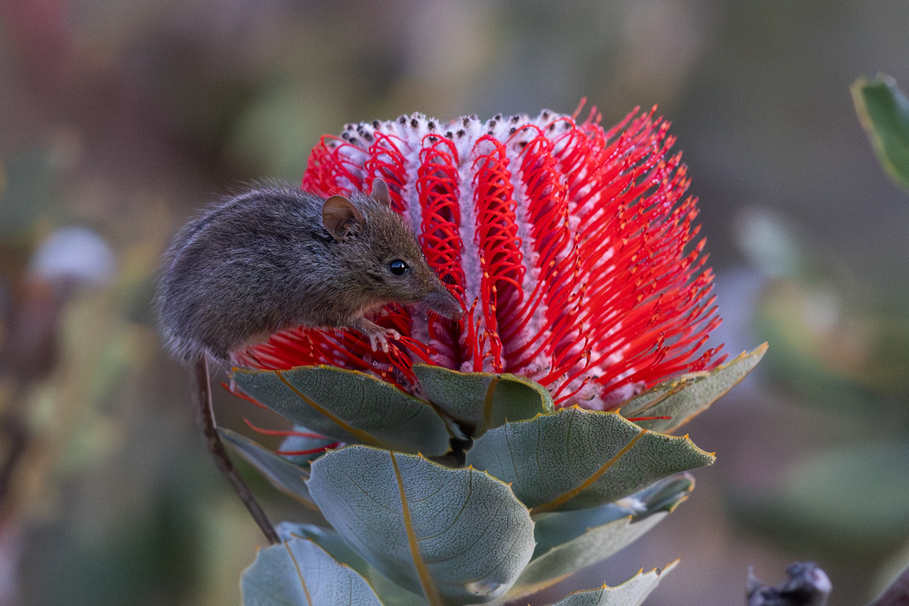 Honey Possum (image by Frederic Pelsy)