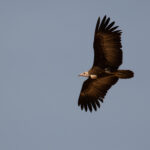 Hooded Vulture (image by Diedert Koppenol)
