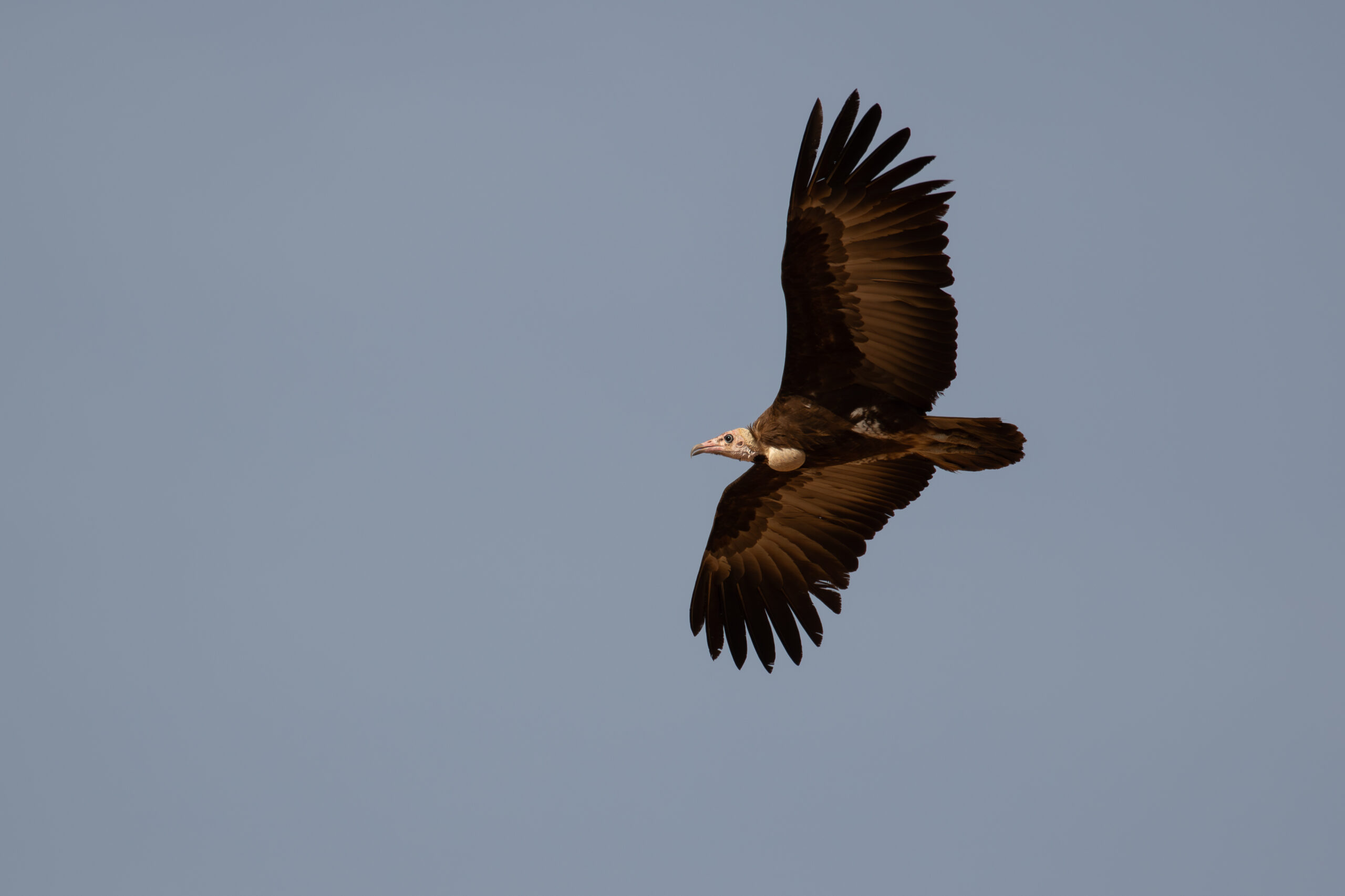 Hooded Vulture (image by Diedert Koppenol)