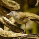 Horsfield's Babbler (image by Trevor Ellery)
