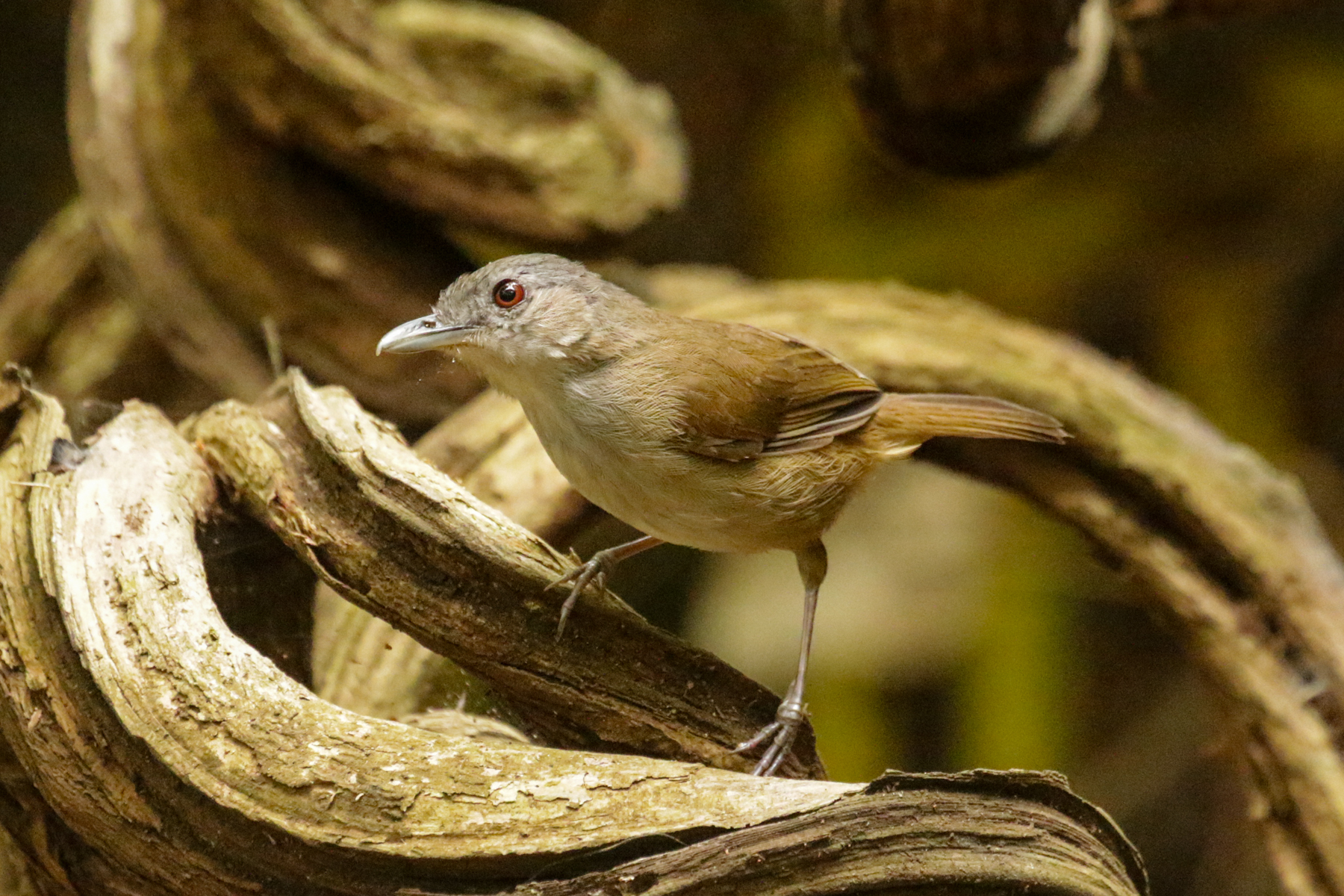 Horsfield's Babbler (image by Trevor Ellery)