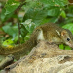 Horsfield's Treeshrew (image by Trevor Ellery)
