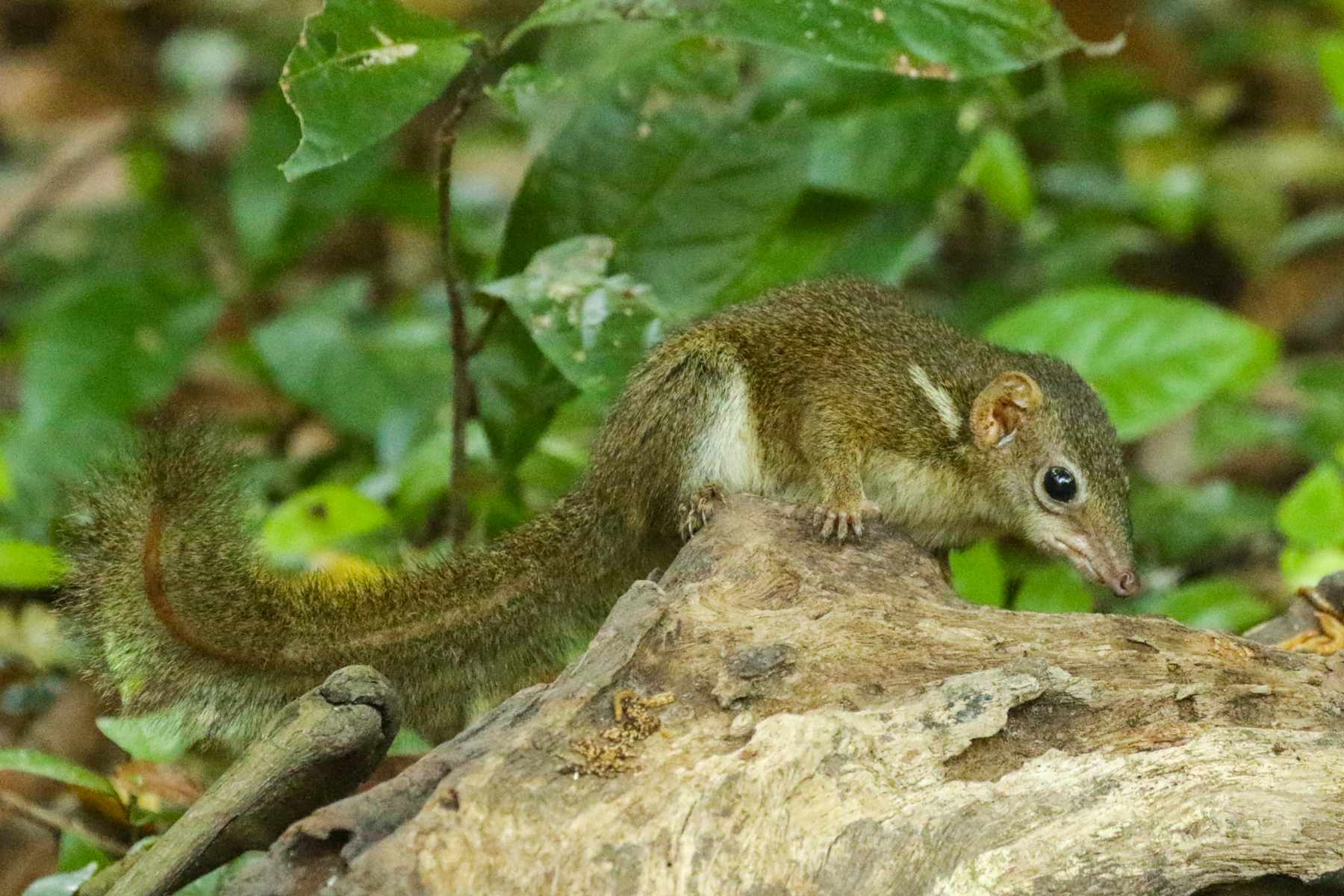 Horsfield's Treeshrew (image by Trevor Ellery)