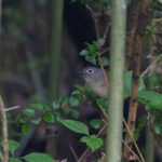 Huet's Fulvetta (image by Diedert Koppenol)