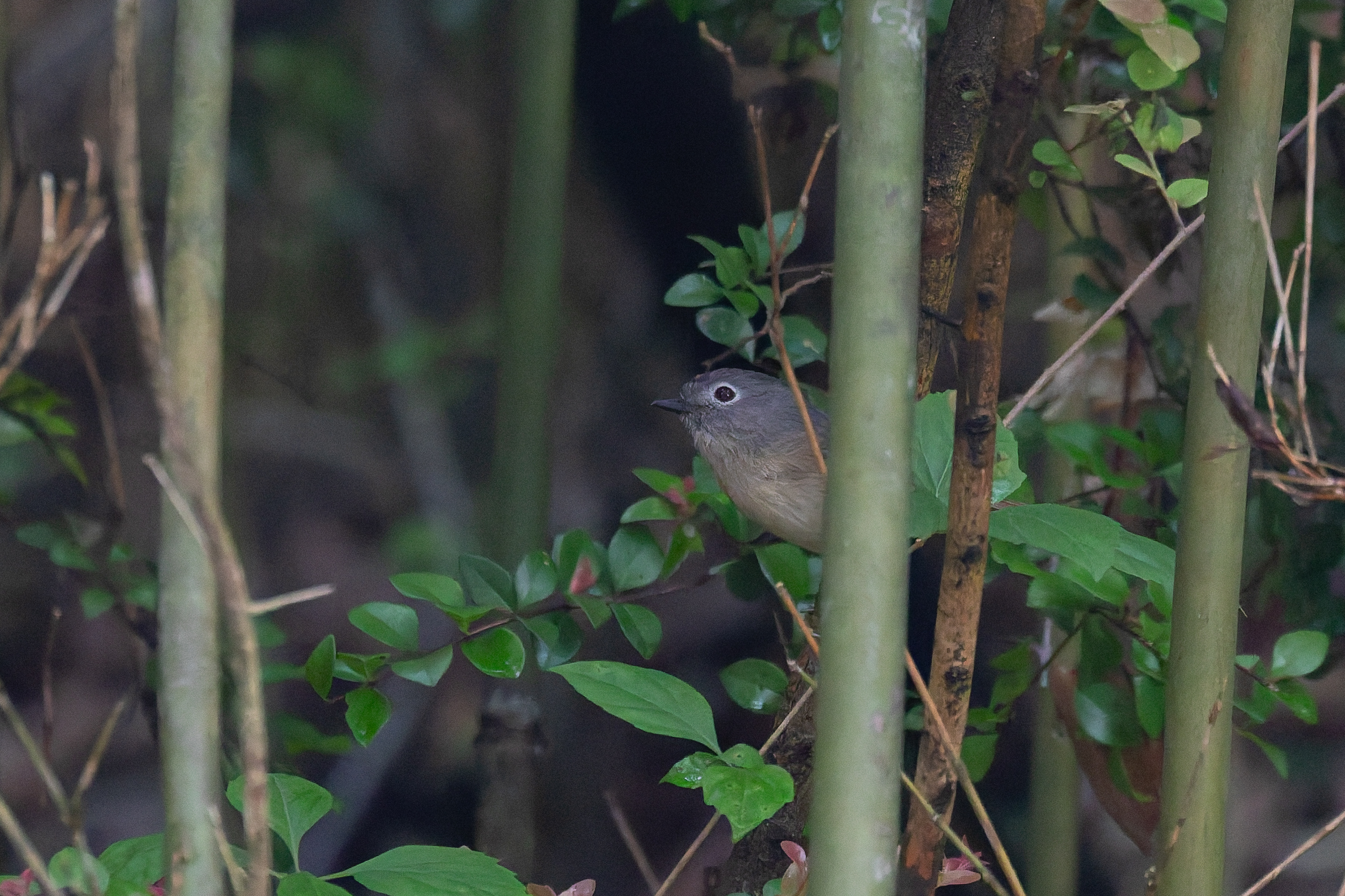 Huet's Fulvetta (image by Diedert Koppenol)