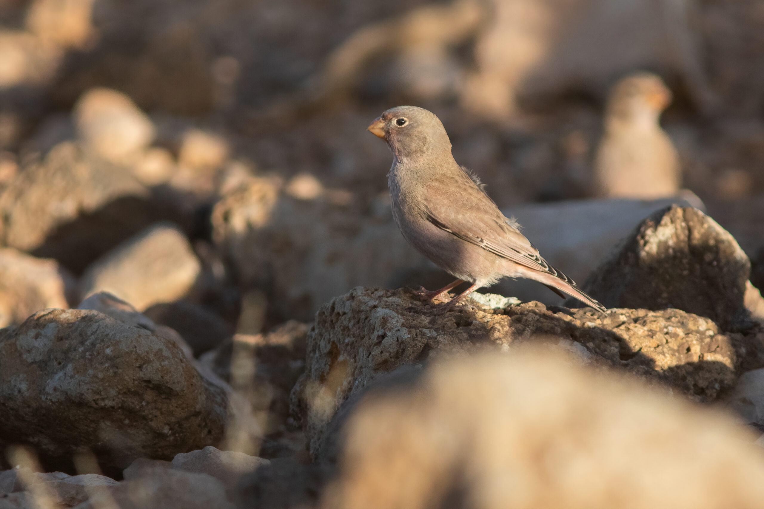 Trumpeter Finch (image by Tjomme Fernhout)