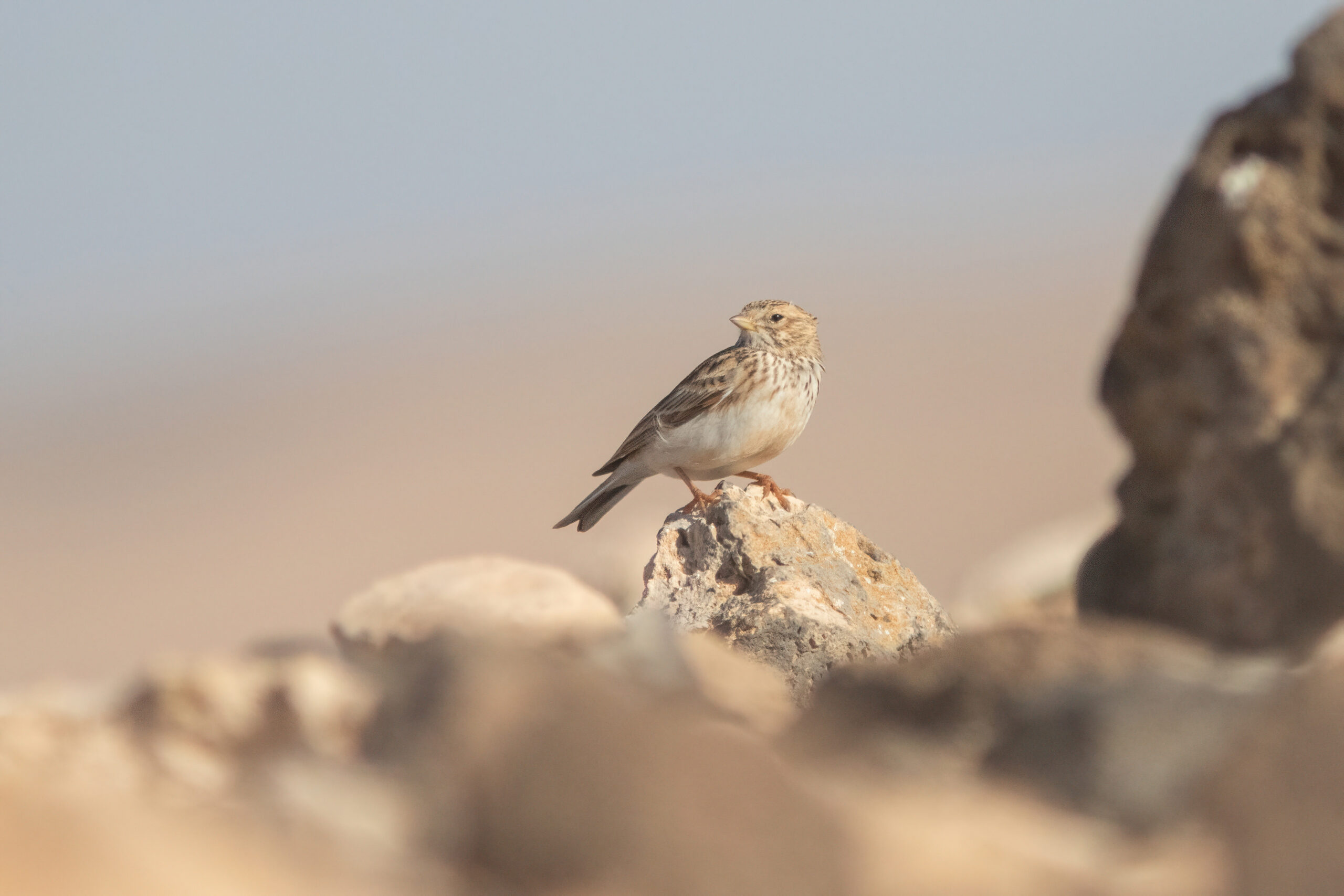 Lesser Short-toed Lark (image by Tjomme Fernhout)