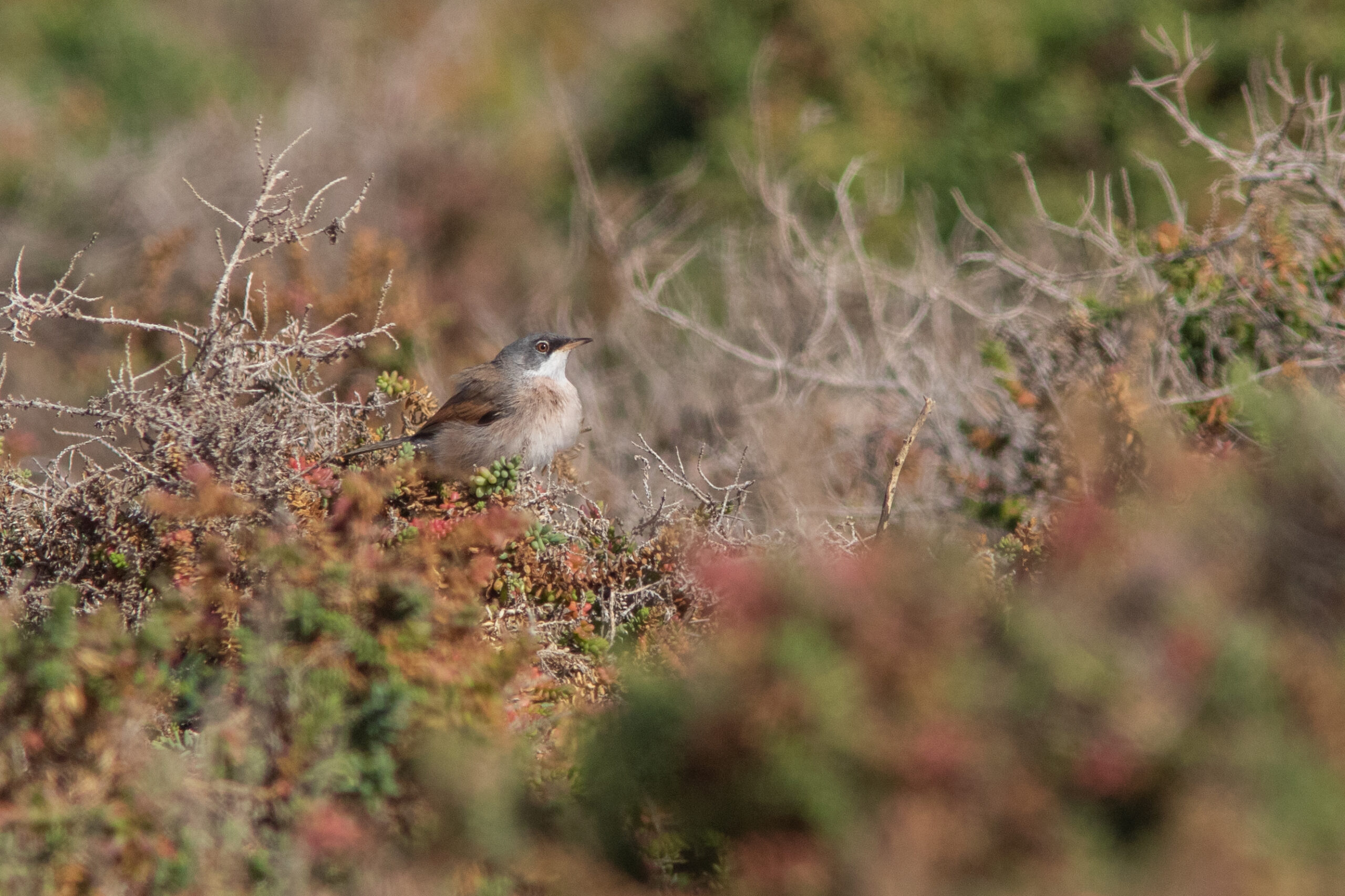 Spectacled Warbler (image by Tjomme Fernhout)