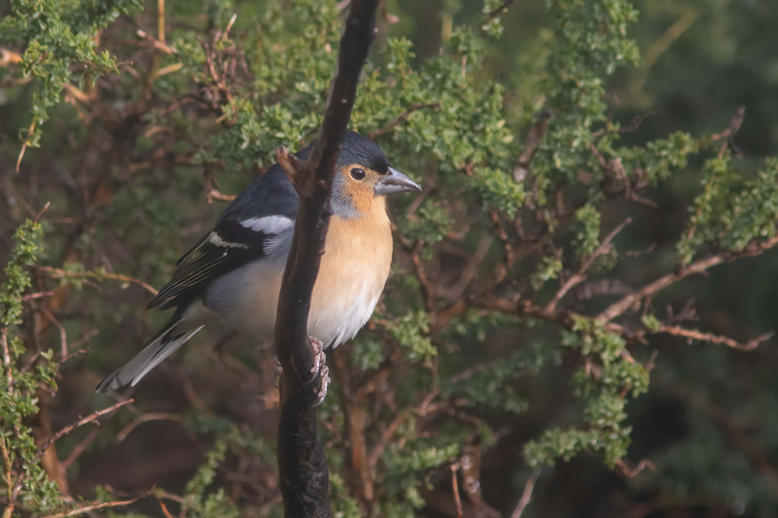 Canary Islands Chaffinch (image by Tjomme Fernhout)