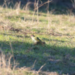 Iberian Green Woodpecker (image by Diedert Koppenol)