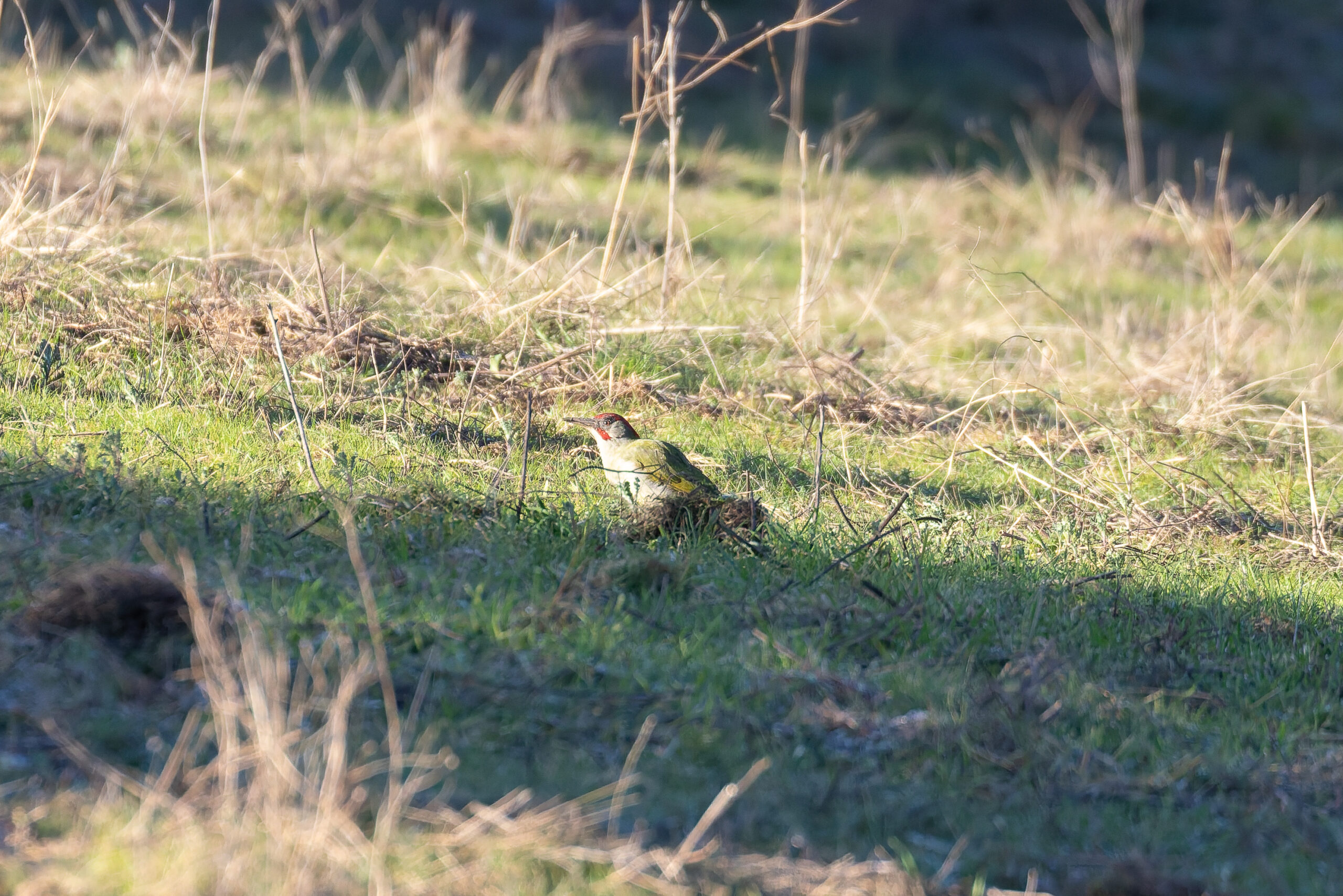 Iberian Green Woodpecker (image by Diedert Koppenol)
