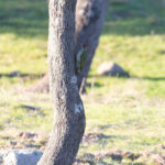 Iberian Green Woodpecker (image by Diedert Koppenol)