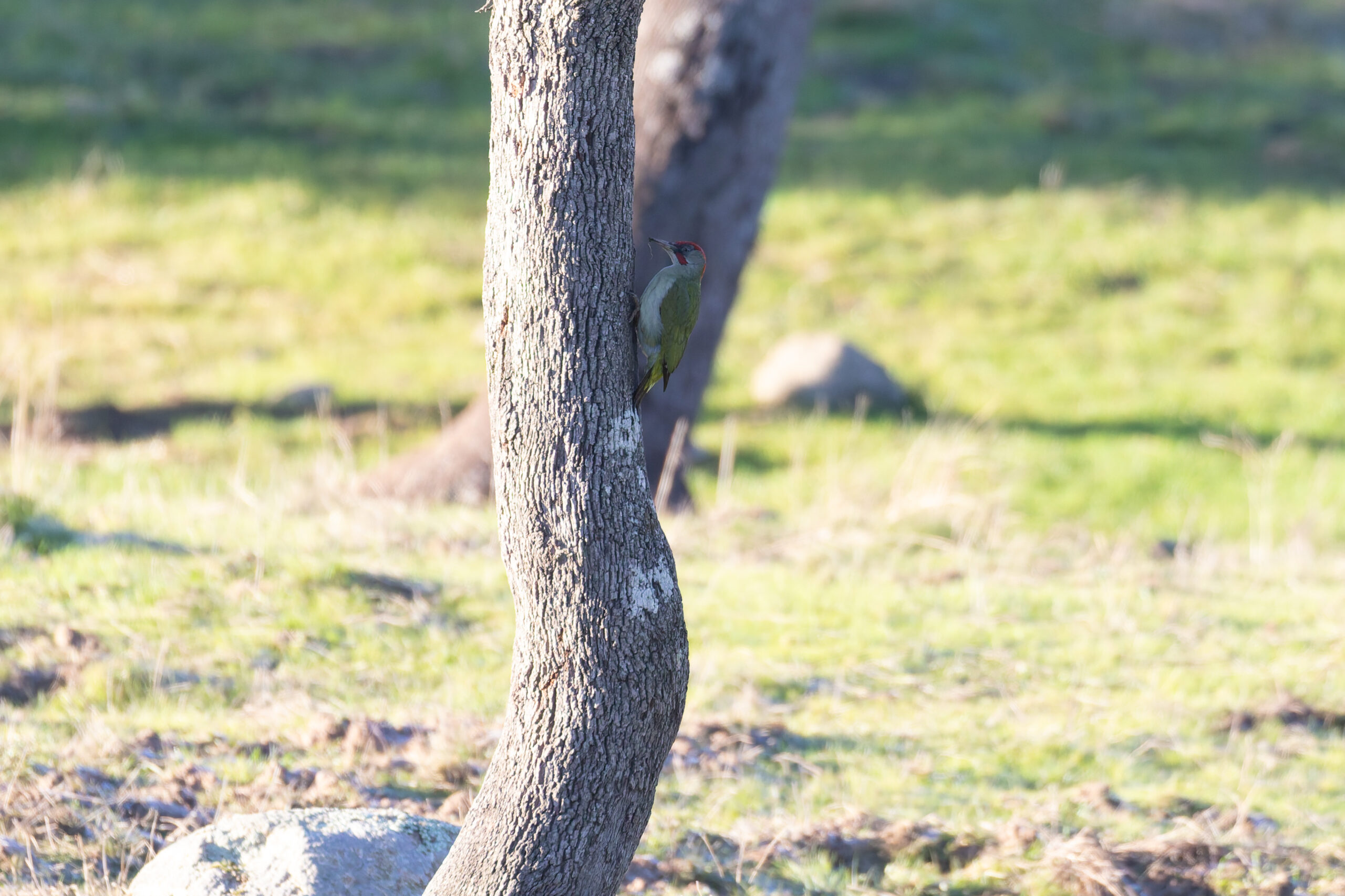 Iberian Green Woodpecker (image by Diedert Koppenol)