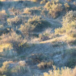 Iberian Lynx (image by Diedert Koppenol)