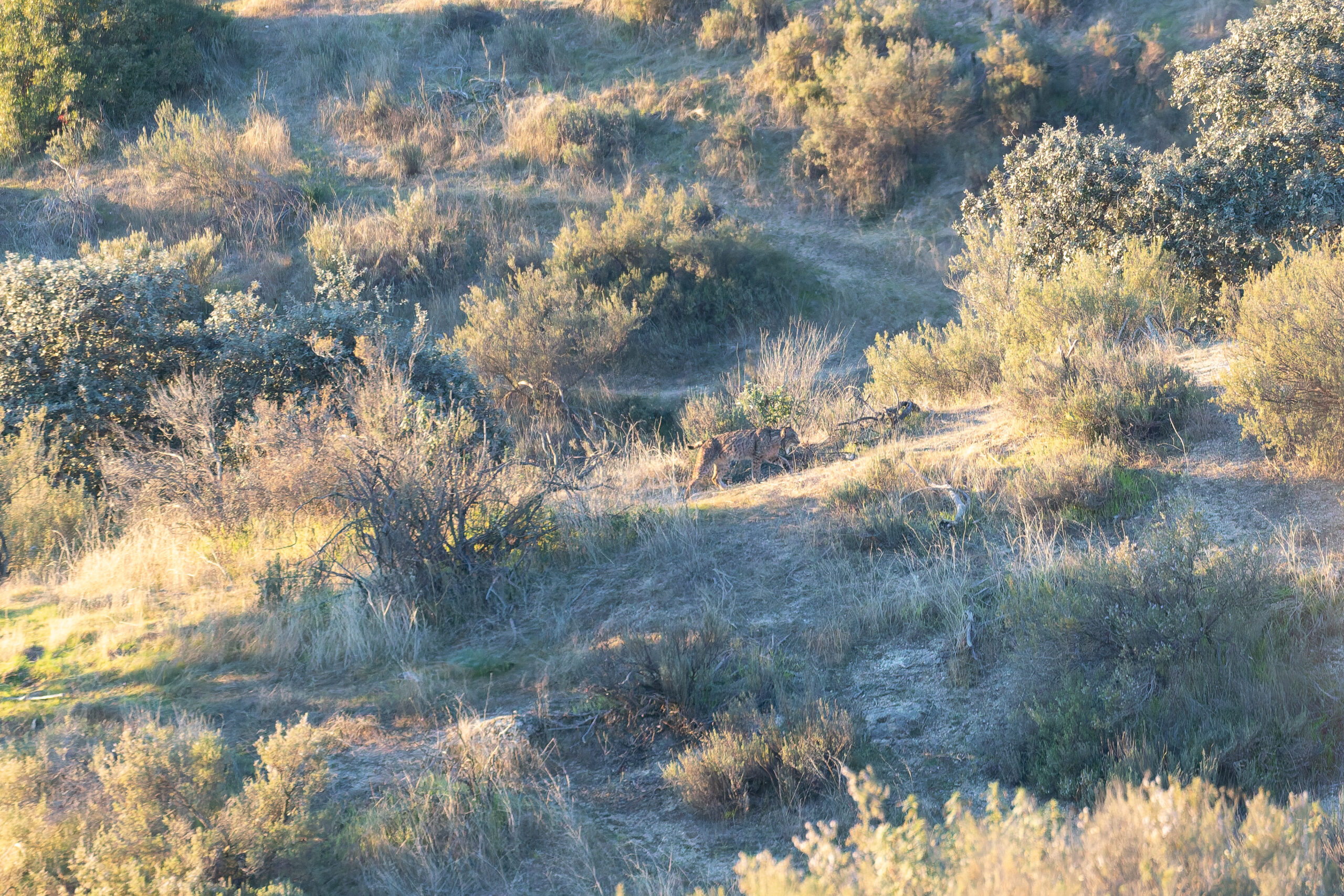 Iberian Lynx (image by Diedert Koppenol)