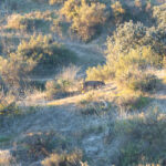 Iberian Lynx (image by Diedert Koppenol)