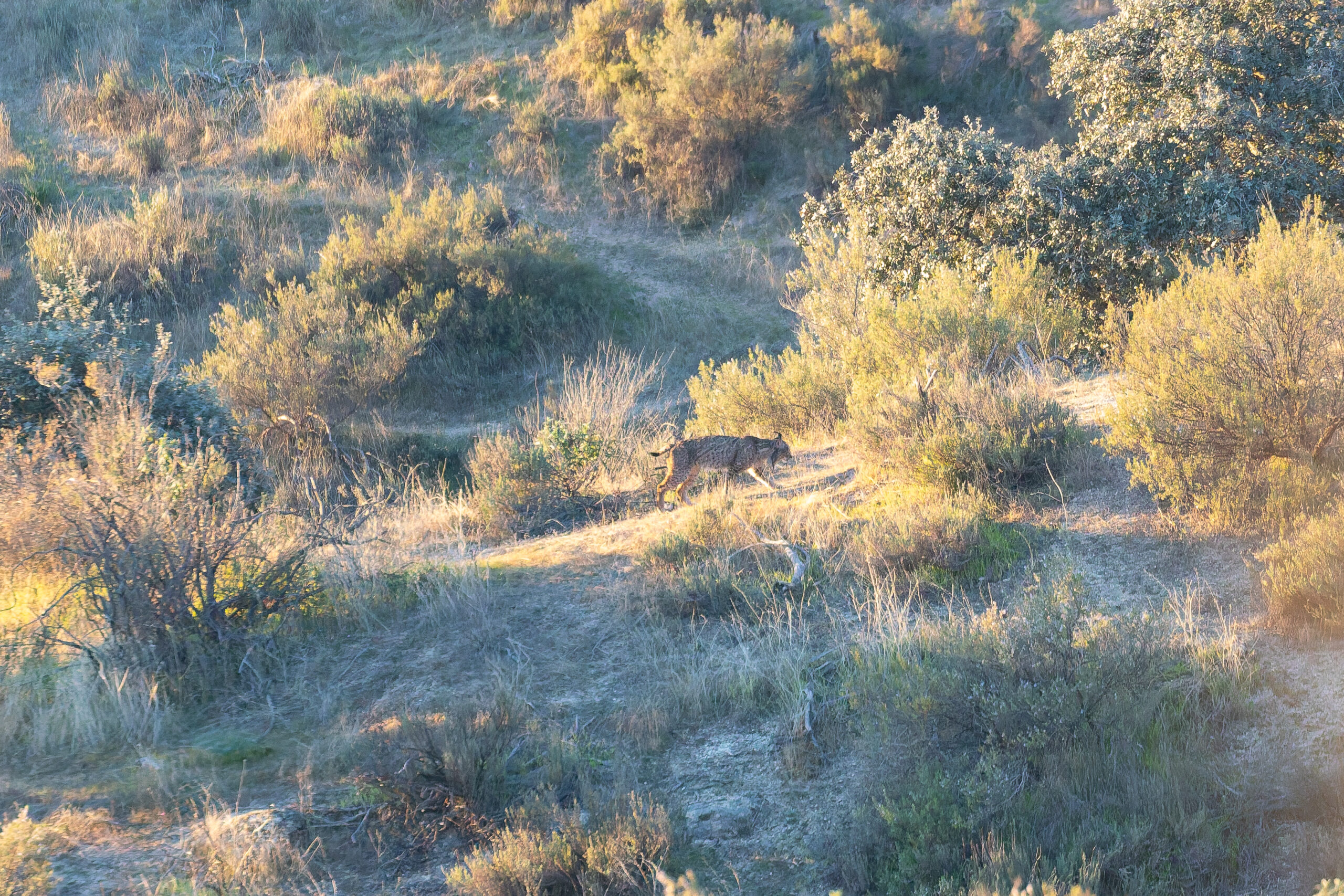 Iberian Lynx (image by Diedert Koppenol)
