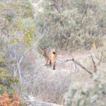 Iberian Lynx (image by Diedert Koppenol)